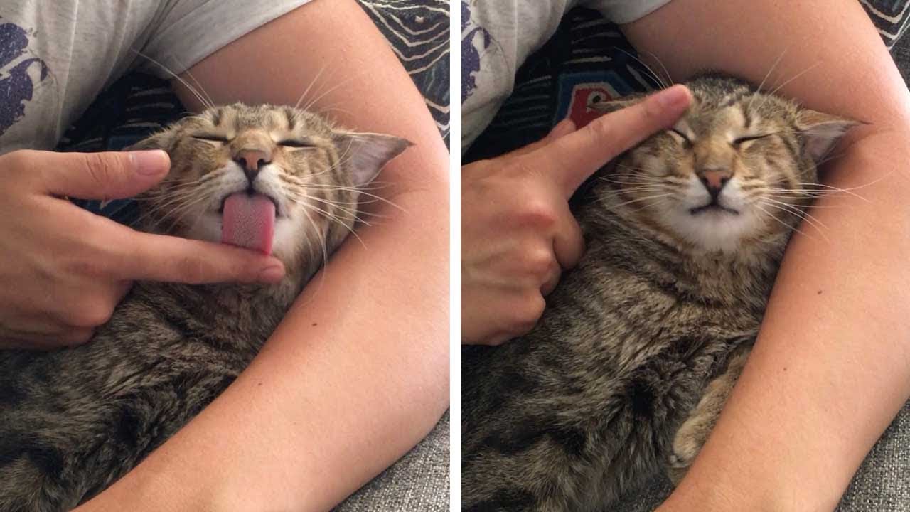 Cat Licks Owner's Finger To Get Groomed