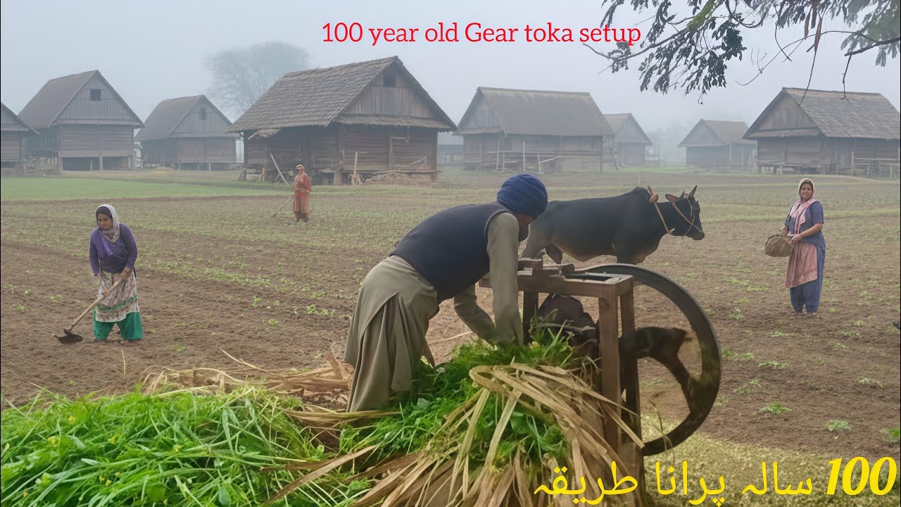 Old Punjab Gear Toka Chaff Cutter Machine | Oxen Powered Toka | Desi Virsa Punjab 