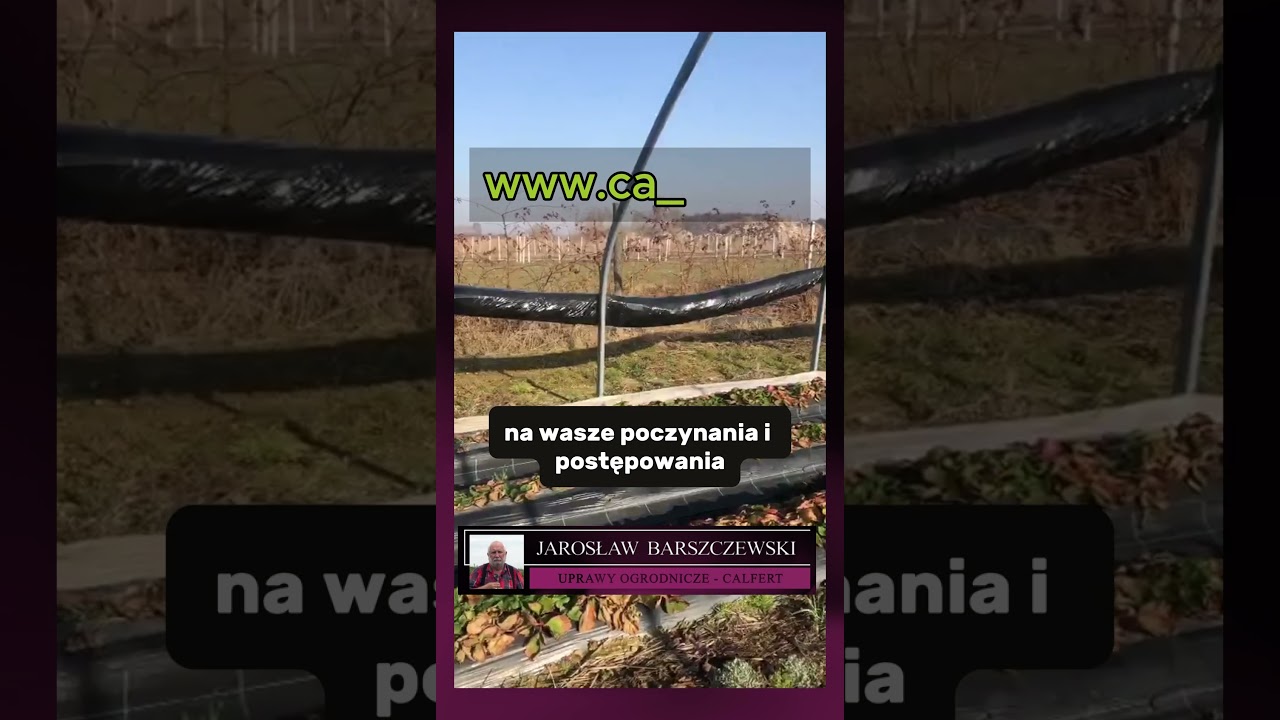 Jarosław Barszczewski o... Chwasty w pobliżu plantacji truskawek