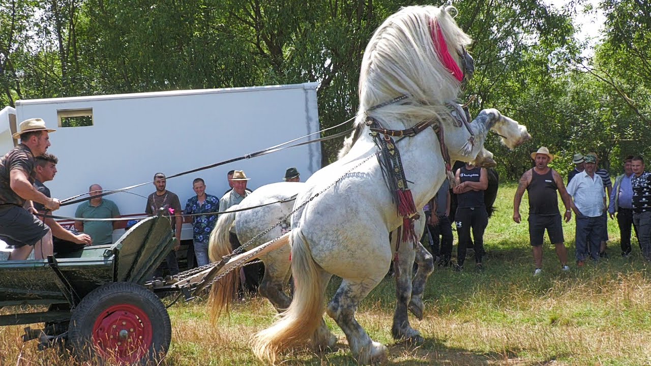 Armăsarii lui Florin Cenușă și Betean Tian de la Bucovina 2023