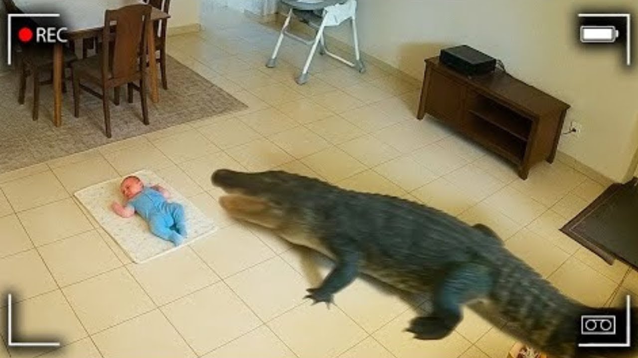 10 Ataques De Animales Salvajes a Humanos Captados En C&aacute;mara 😨