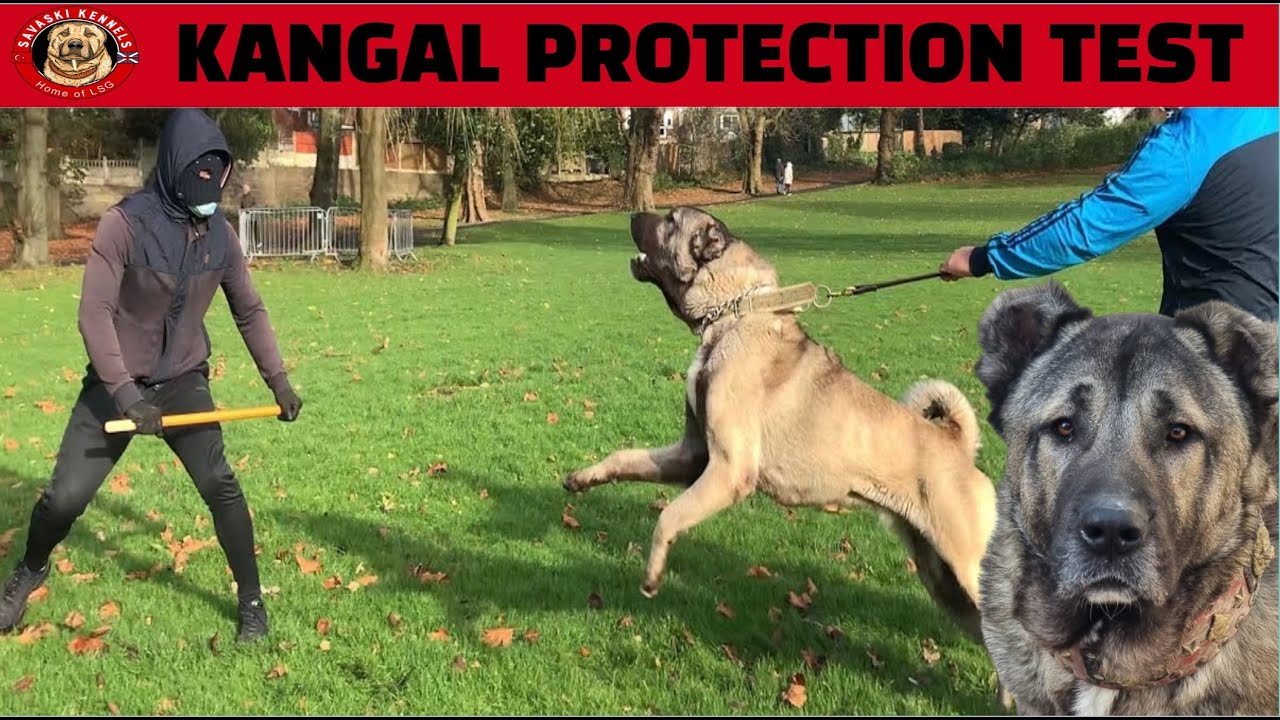 Turkish Shepherd Starts Protection Training 