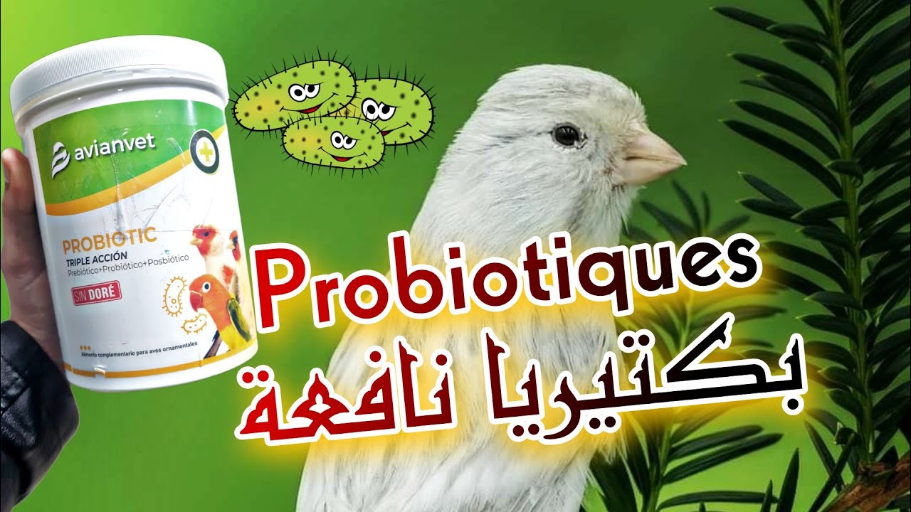 طريقة تقديم الباكتيريا النافعة للطيور بعد العلاج و التبييض