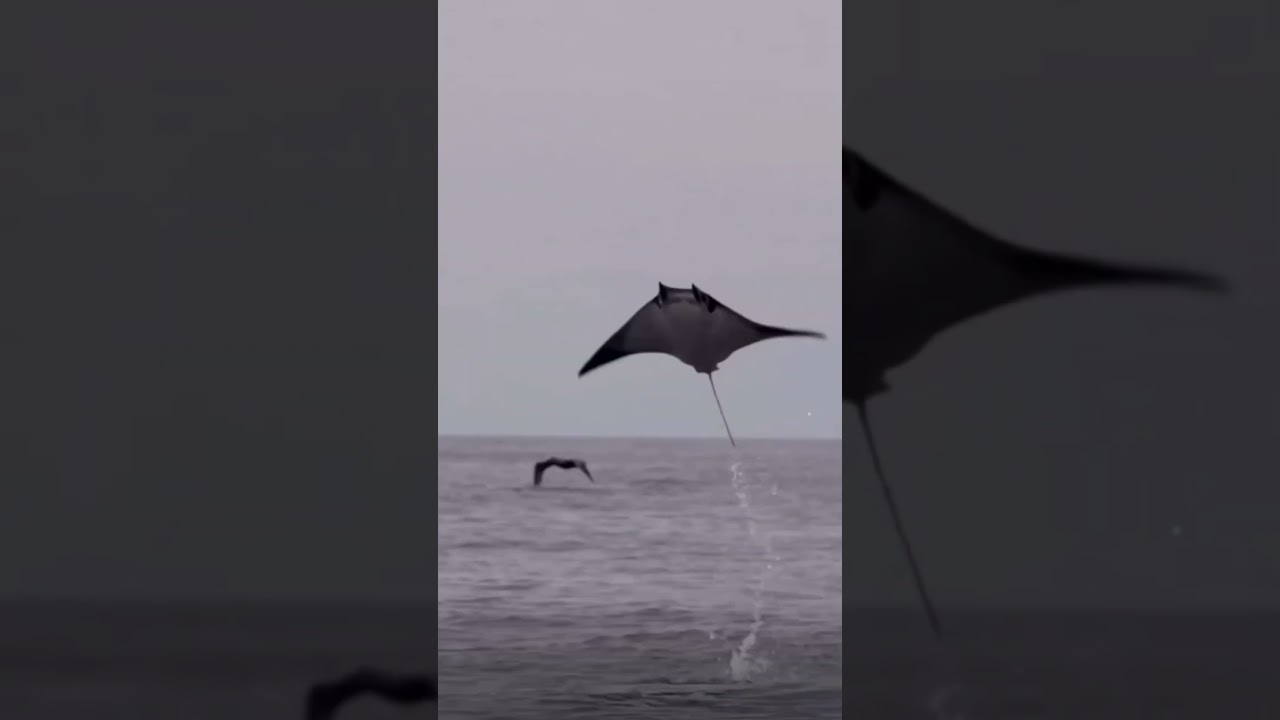 Mantarraya volando