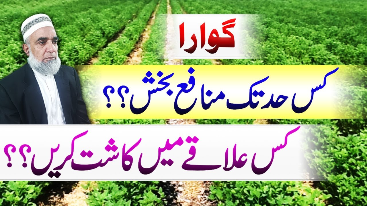 Feasibility and production technology of Cluster bean (Guara) || Crop Reformer