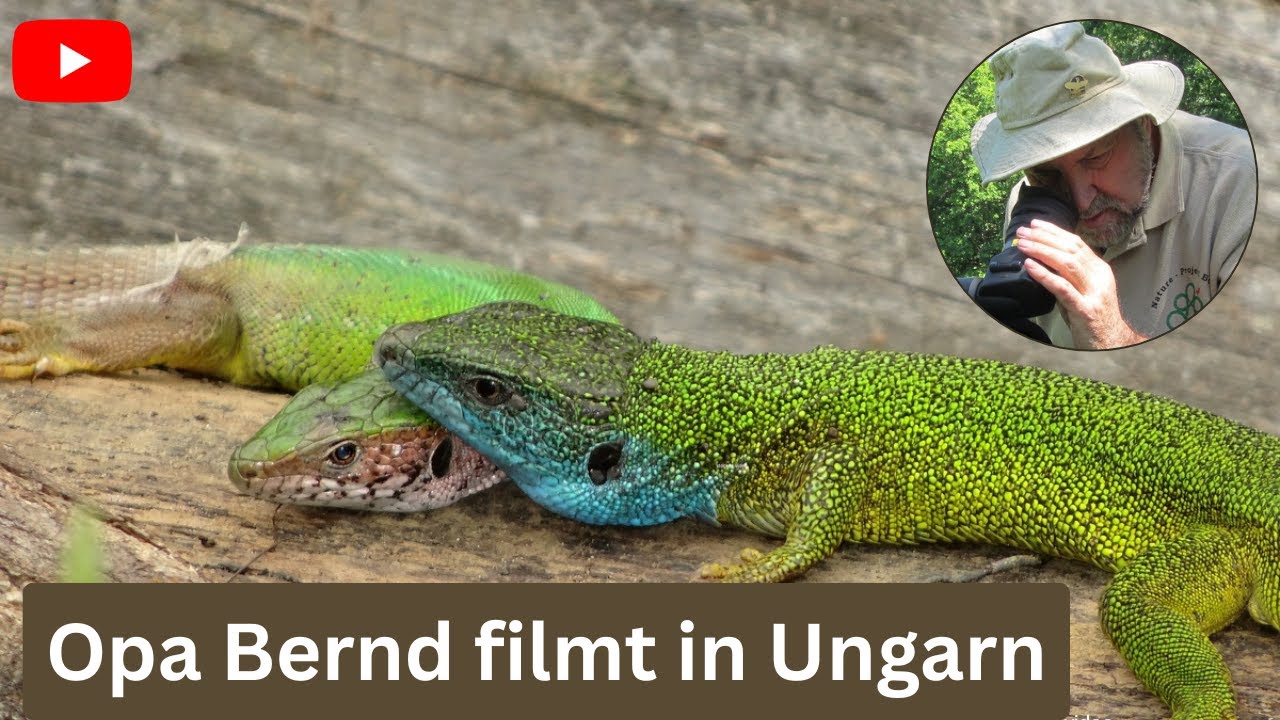 Eine Filmreise  nach Ungarn in das Landschaftsschutzgebiet Somogyfajsz/ Boronka