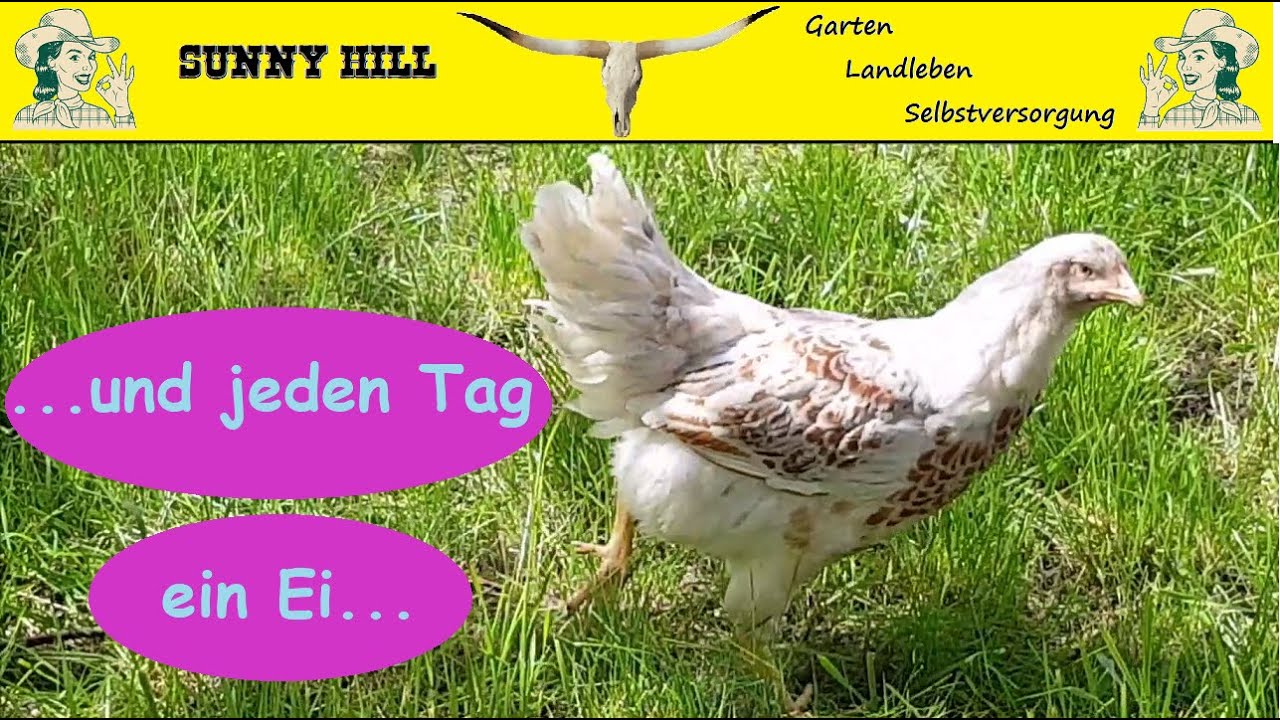Und jeden Tag ein Ei... Barnevelder H&uuml;hner f&uuml;r Selbstversorger