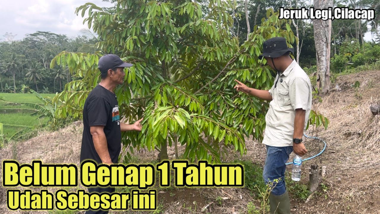 Belum genap setahun,Sudah Sebesar ini||Kebun Durian Mas Slamet Jeruk Legi