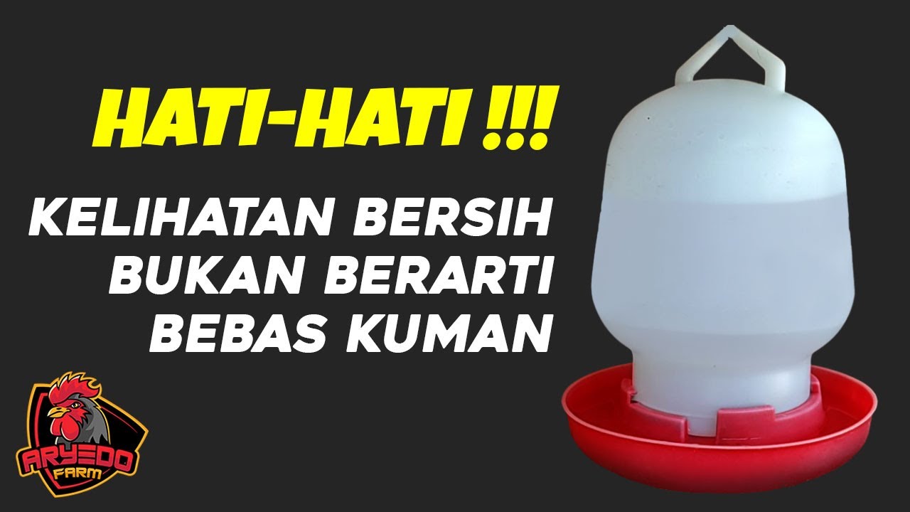 Cara Membuat Larutan Pembersih Air Minum Ayam Dari Daun Kelor