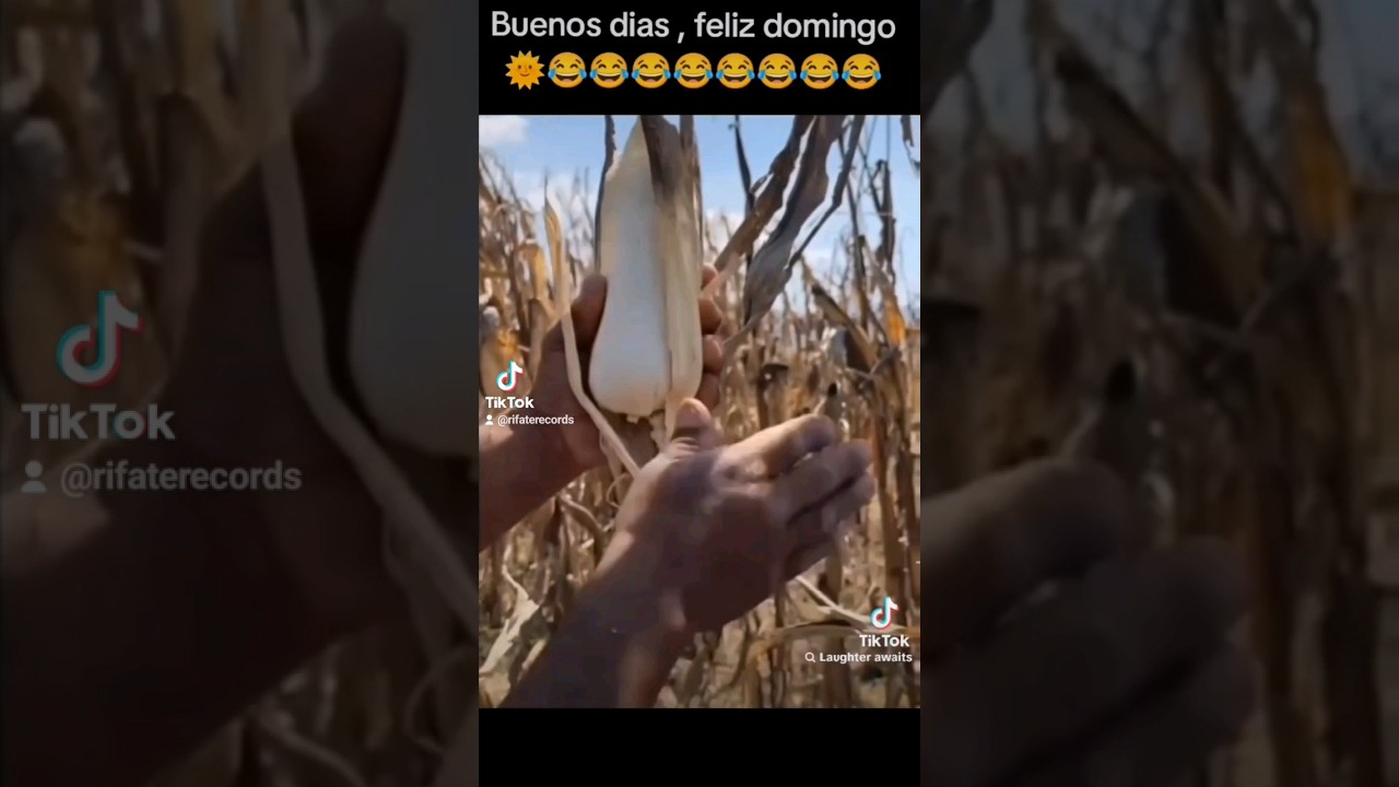 #elote #LosTarantines #tambore&ntilde;o #Amaaa #reynamusic #parati #sierre&ntilde;o #viral