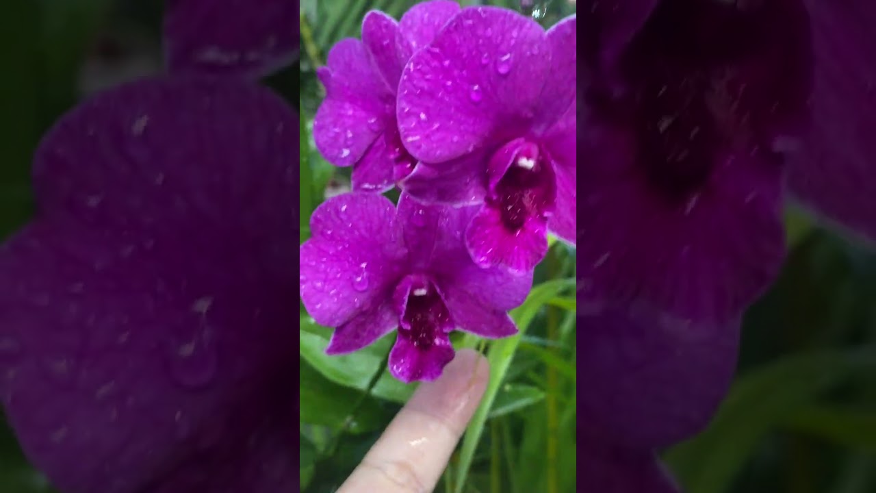 🌧️Depois de uma chuva abençoada 🙌🙌
