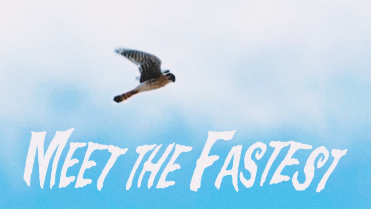 The Fastest Animal Peregrine Falcon # #video #documentary #peregrine #animals #fast #falcon