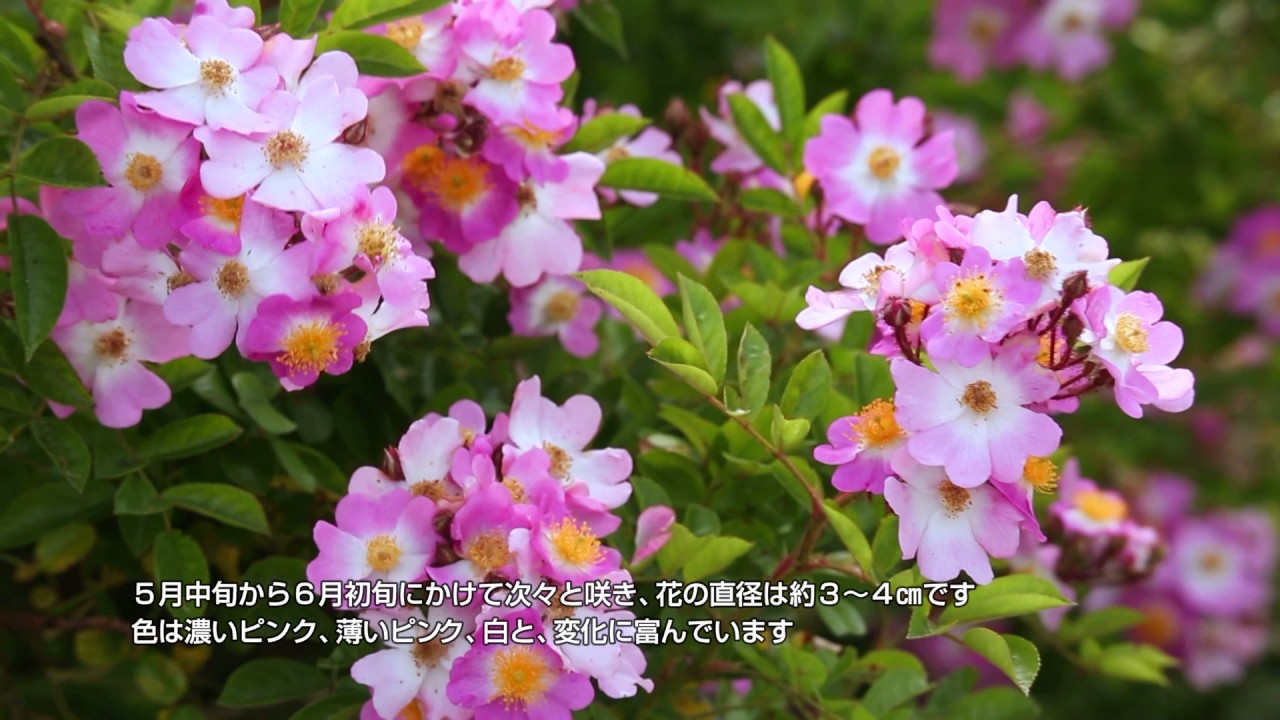 熊本県人吉球磨地域「ツクシイバラ」