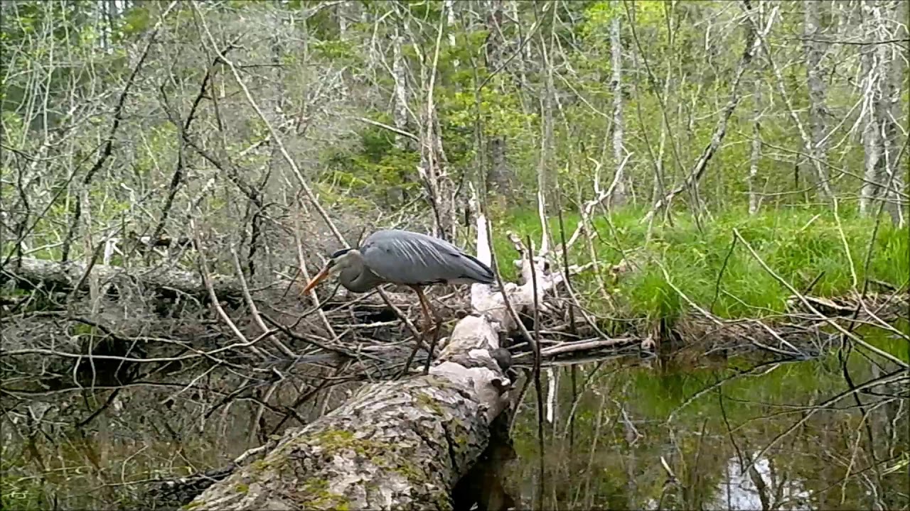 The Log - a look at wetland wildlife.