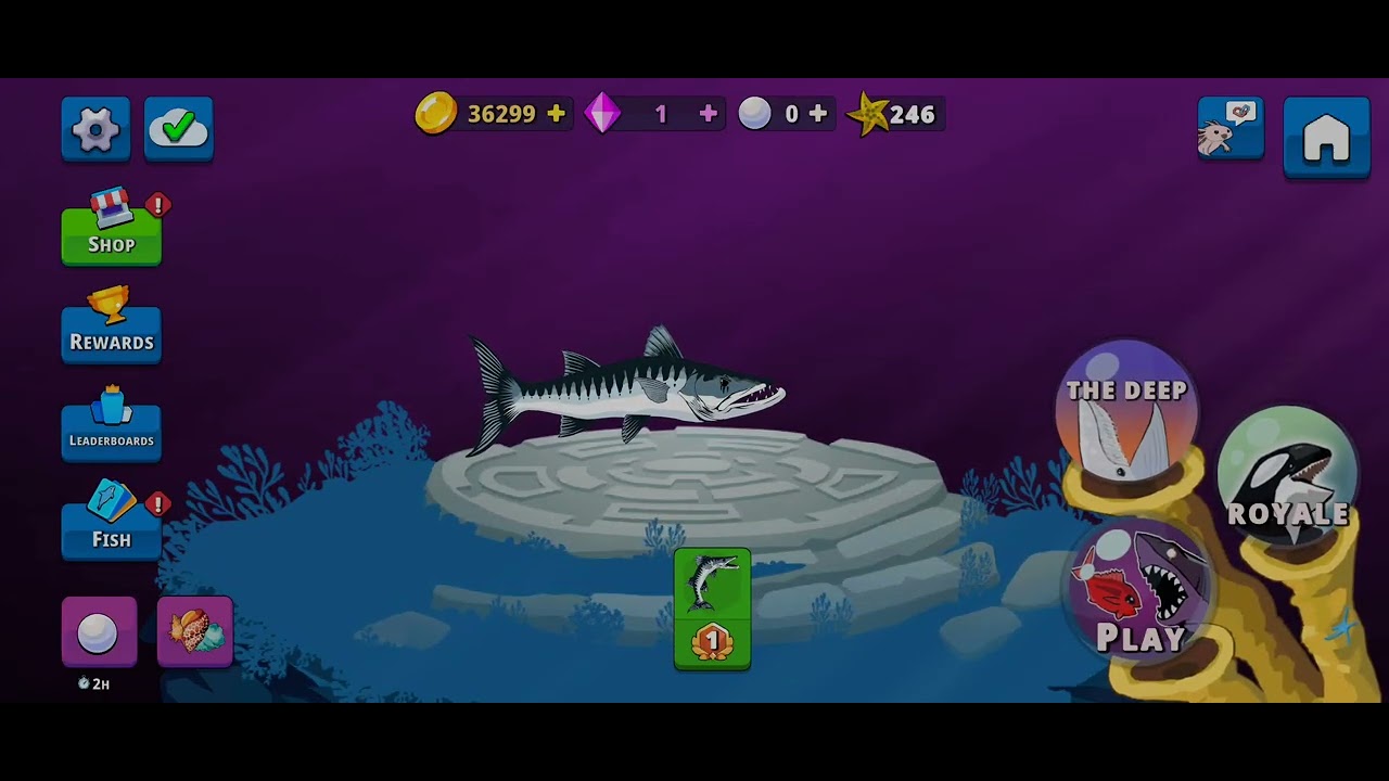 barracuda