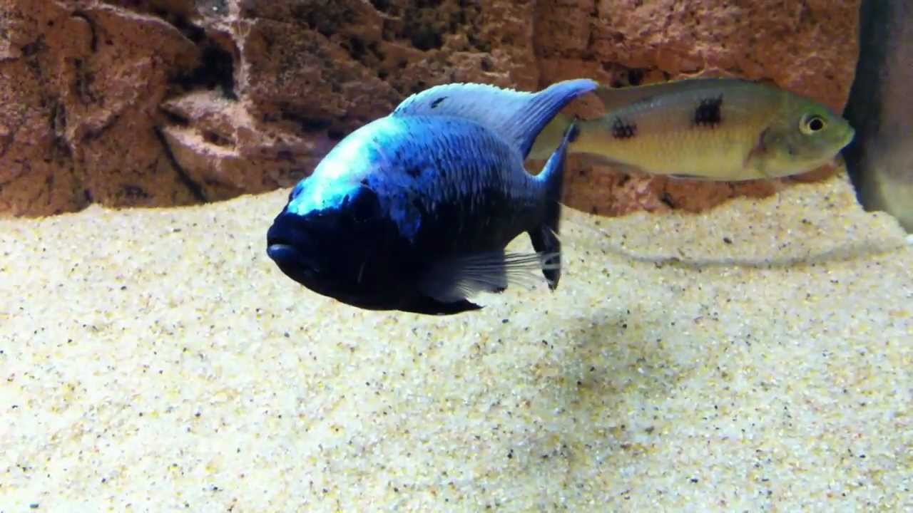Copadichromis trewavasae Lupingu Mloto ivoryhead breeding group - PISCES