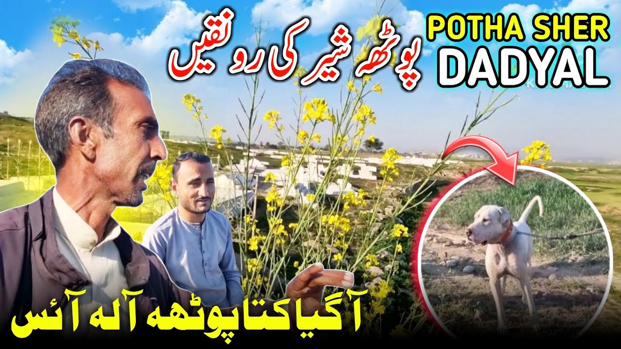 My Beautiful Village Tour 😍 Potha Sher, Dadyal || A Gaya Kuta Ice || Family Vlog