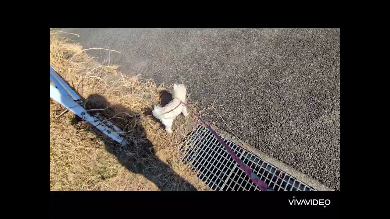 モコちゃん冬空下散歩
