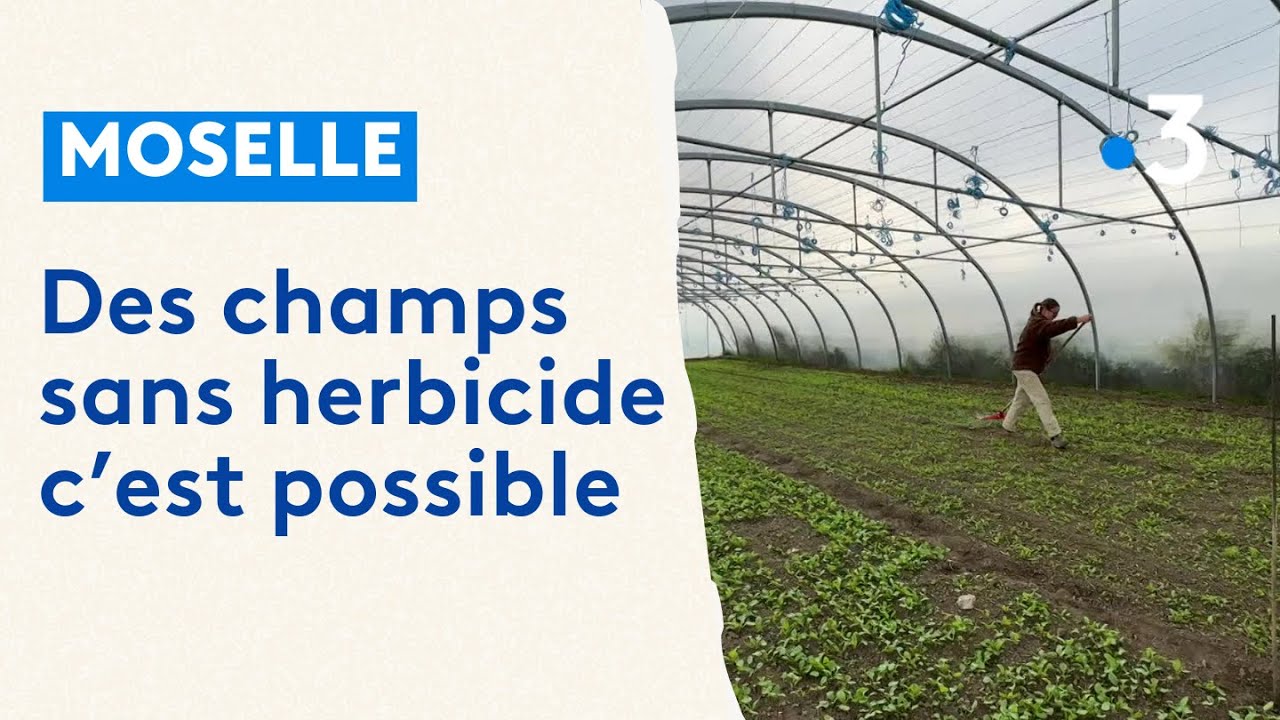 Moselle : cultiver sans glyphosate, c'est possible