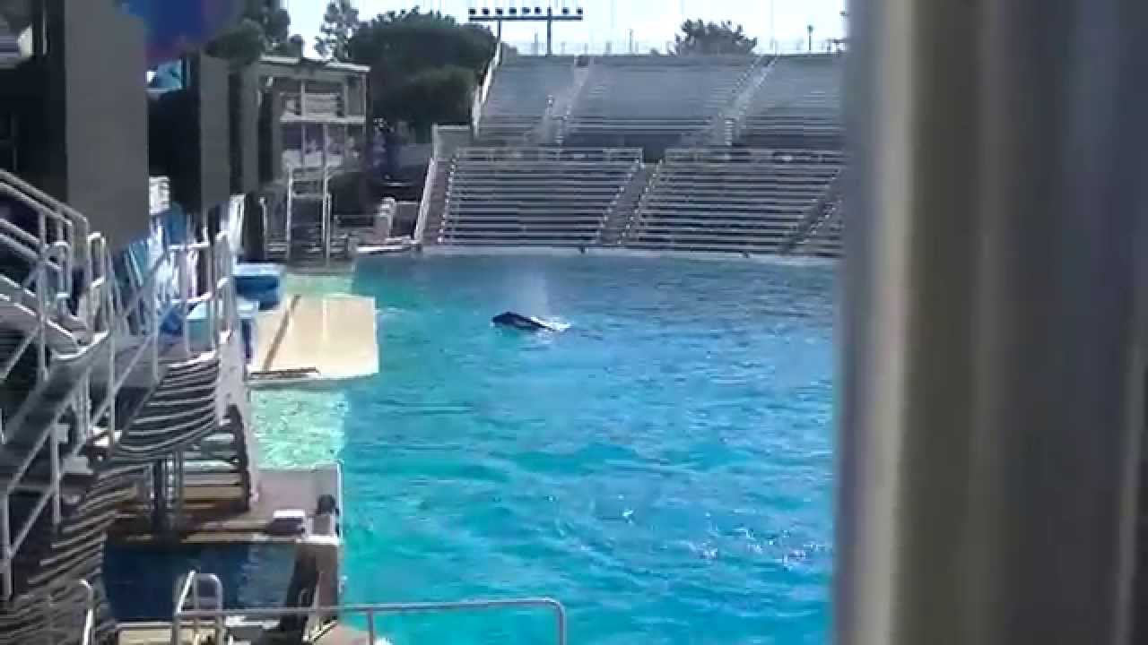 Makani keeps trainer company 3 of 3 - Nov 20 2014 - SeaWorld San Diego