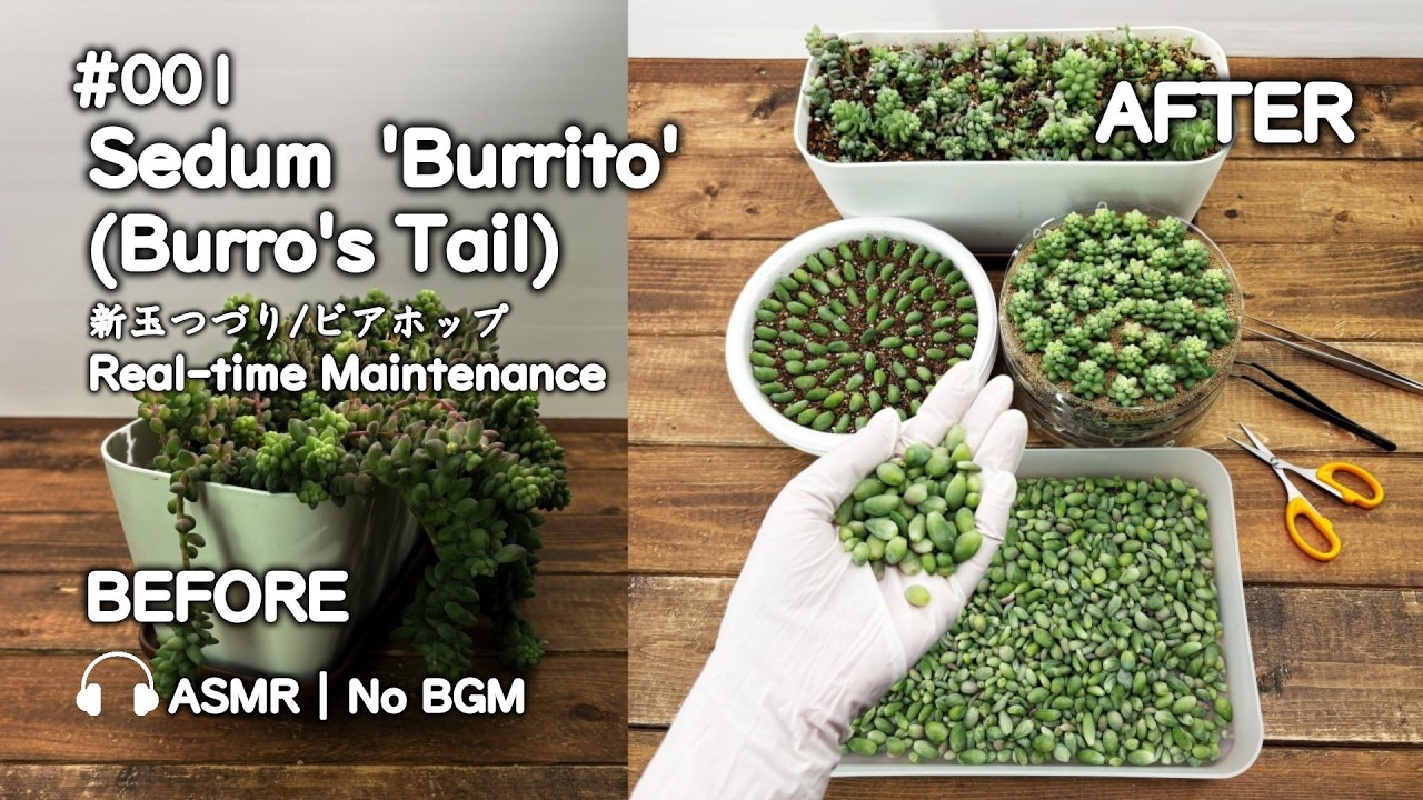#001 Sedum  'Burrito' (Burro's Tail) | Real-time Maintenance
