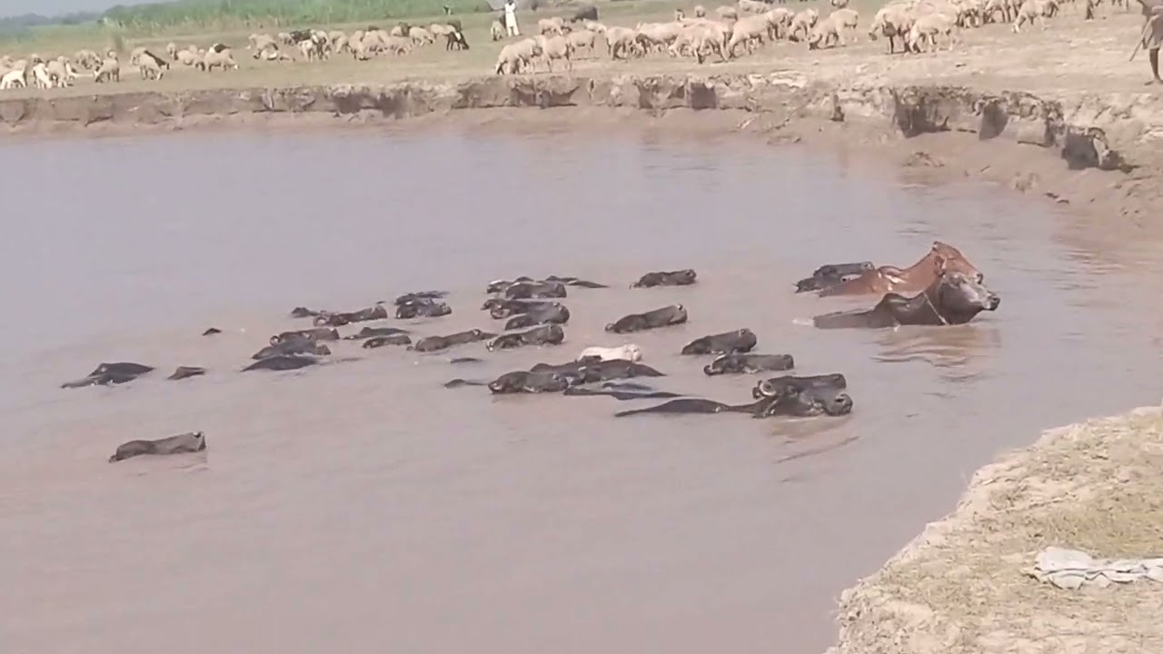 Buffelows are showering in River on the Bank