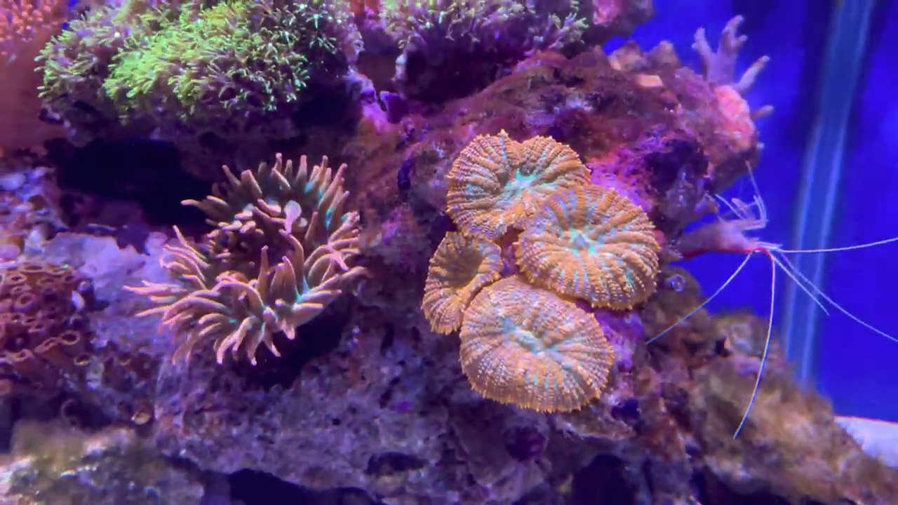 Acquario marino di anemoni! Dopo più di 8 mesi provo una gestione semplificata