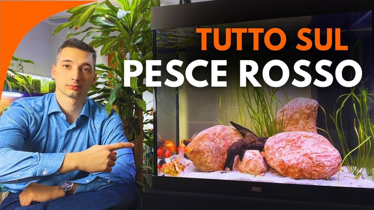 Pesce Rosso senza Falsi Miti - la serie per conoscerlo davvero!