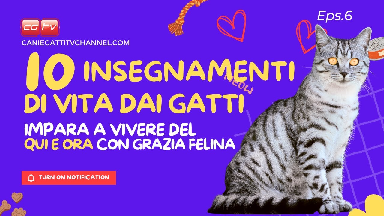 10 Insegnamenti di Vita dai Gatti: Impara a Vivere nel Qui e Ora con Grazia Felina!
