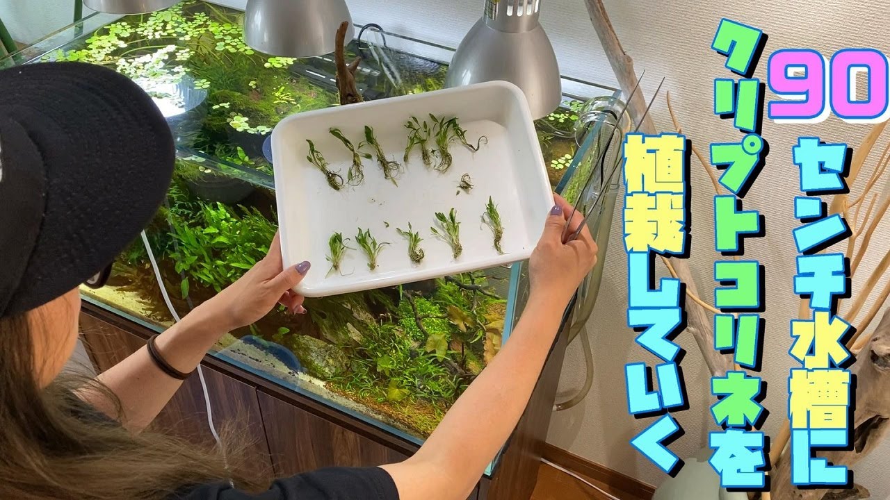 【水草水槽】90センチ水槽にクリプトコリネを植栽していきます（チャームだんで購入した組織培養の水草を植えていこう）