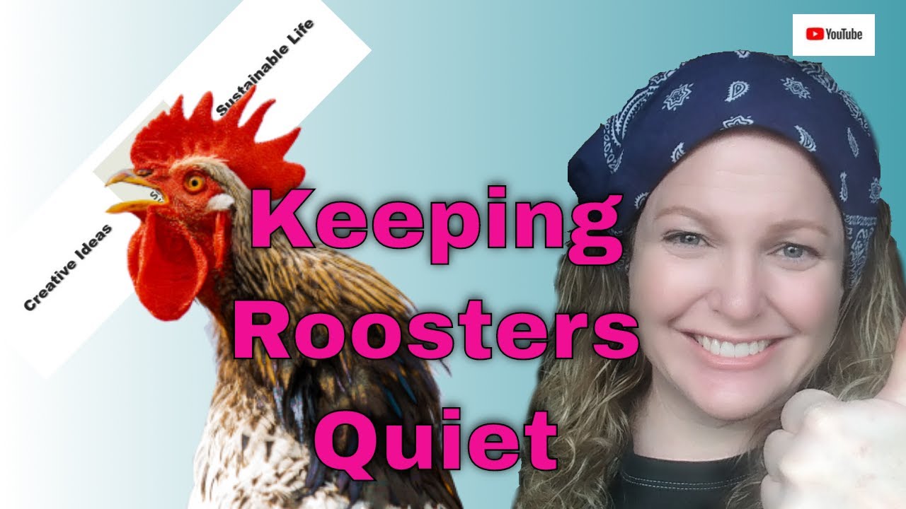 How I keep my Roosters Quiet - Cheap, Easy, DIY, Not a No Crow Collar, Rooster 