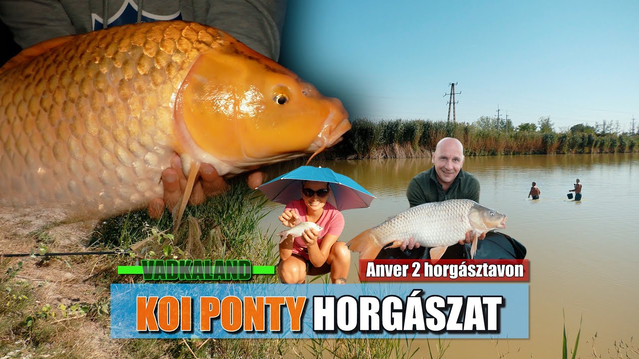 Vadkaland - KOI PONTY HORGÁSZAT / ANVER 2