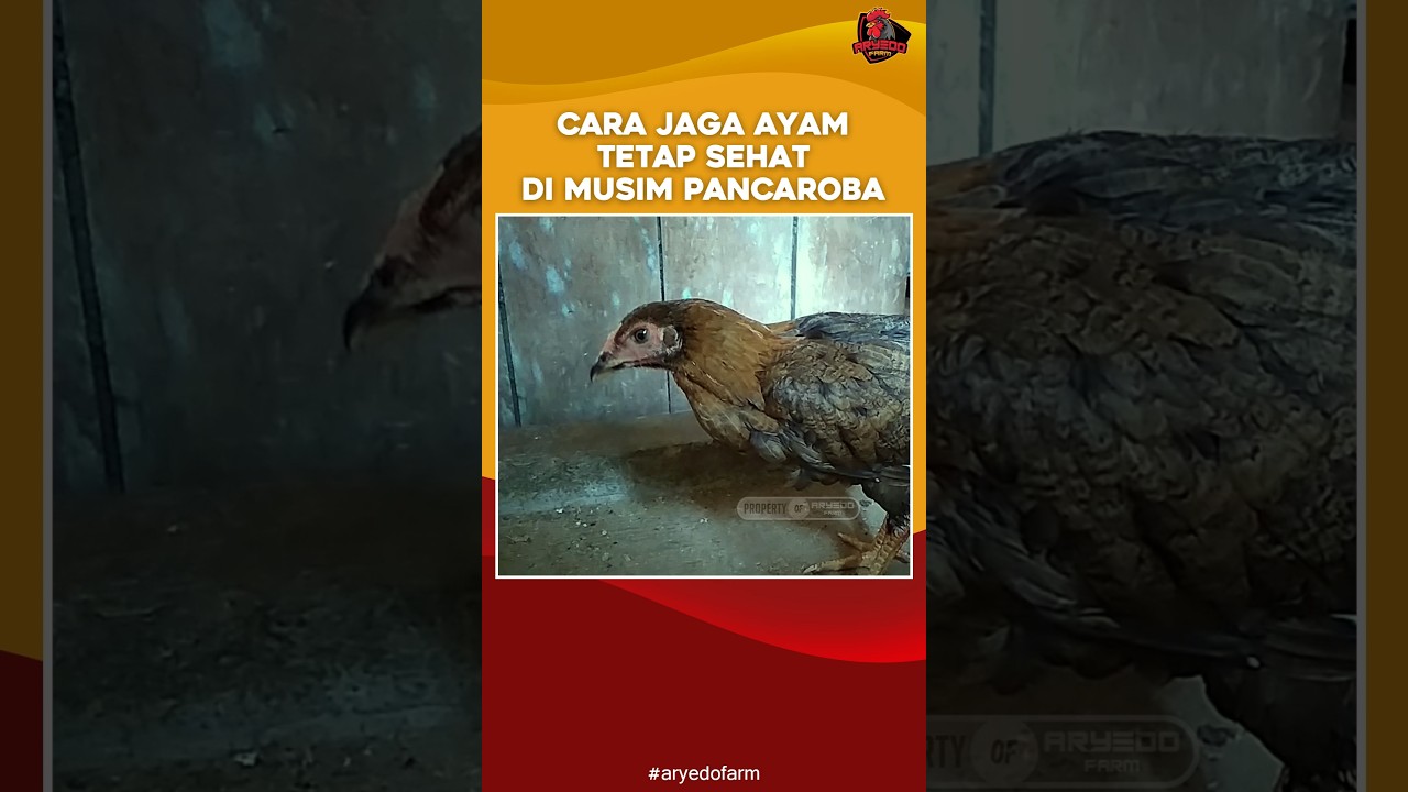 Cara Jaga Ayam Tetap Sehat di Musim Pancaroba