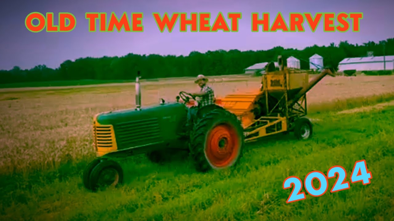 Old Time Wheat Harvest 2024 Oliver Rowcrop 88 and Minneapolis Moline HF 88 Harvester combine