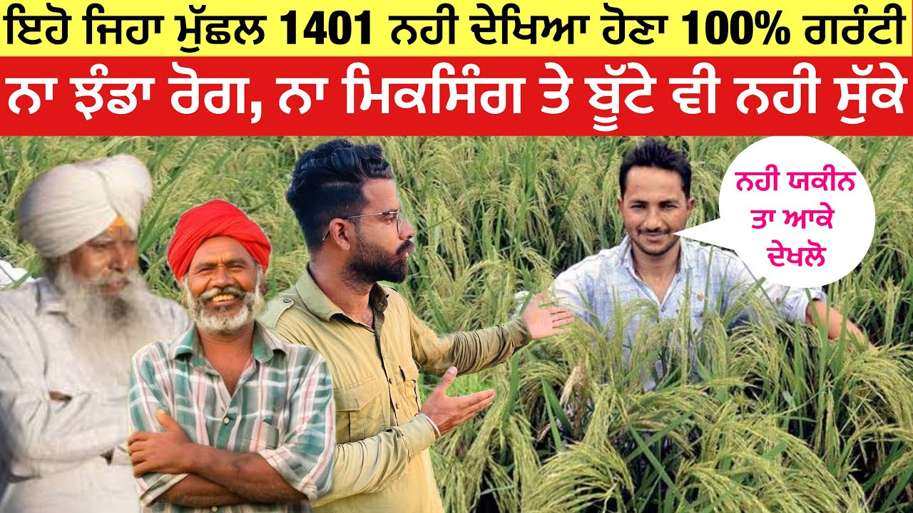100% ਗਰੰਟੀ ਇਹੋ ਜਿਹਾ ਮੁੱਛਲ 1401 ਨਹੀ ਦੇਖਿਆ ਹੋਣਾ, ਸੱਚੀ ਭੁੱਖ ਲੈਂਦੀ ਆ ਦੇਖ ਕੇ | Star 1401 basmati 