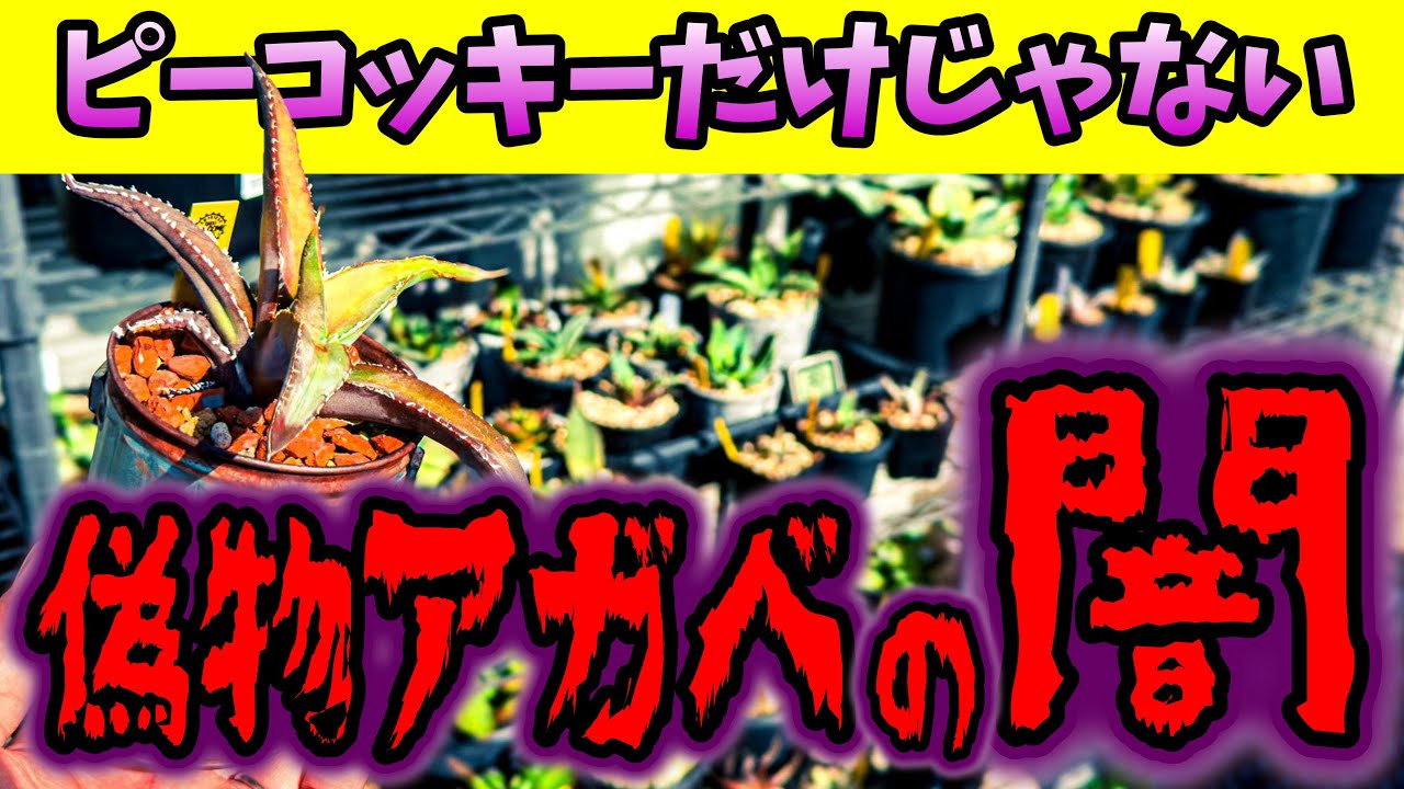 【闇】ピーコッキーだけじゃない!!偽物だらけのアガベの闇を語る No.099