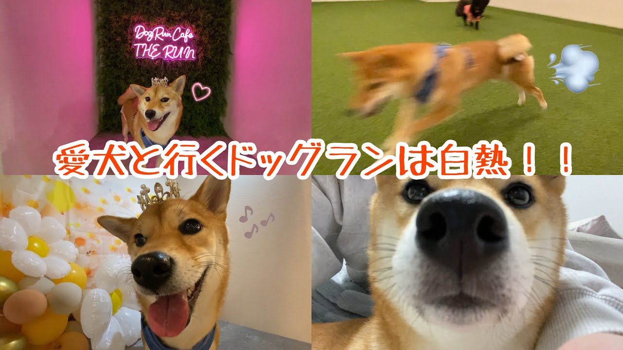 ドッグランに行くと群を抜いて駆け回る姿が愛くるしい！！