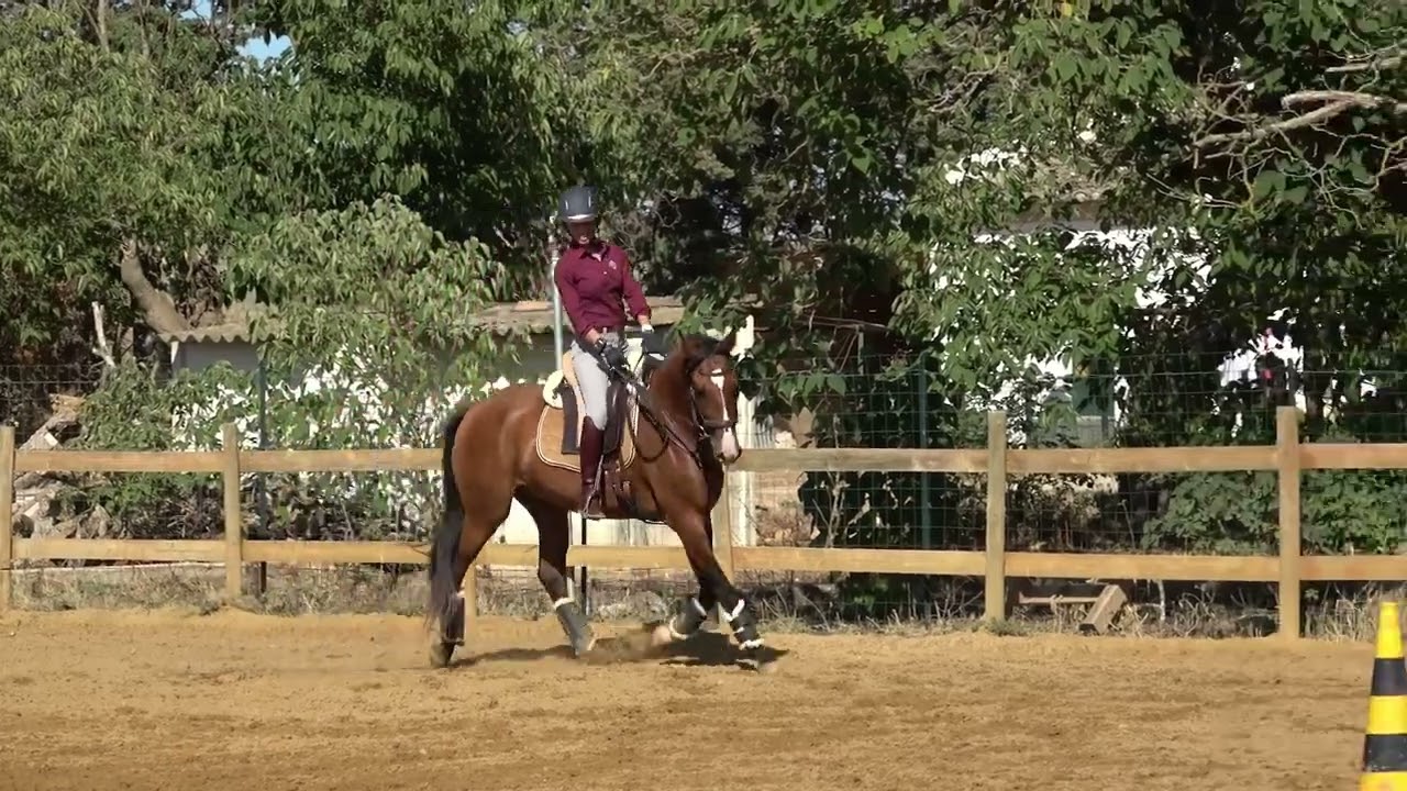 Introduire l'action de la jambe isolée au jeune cheval | le couloir des jeunes chevaux