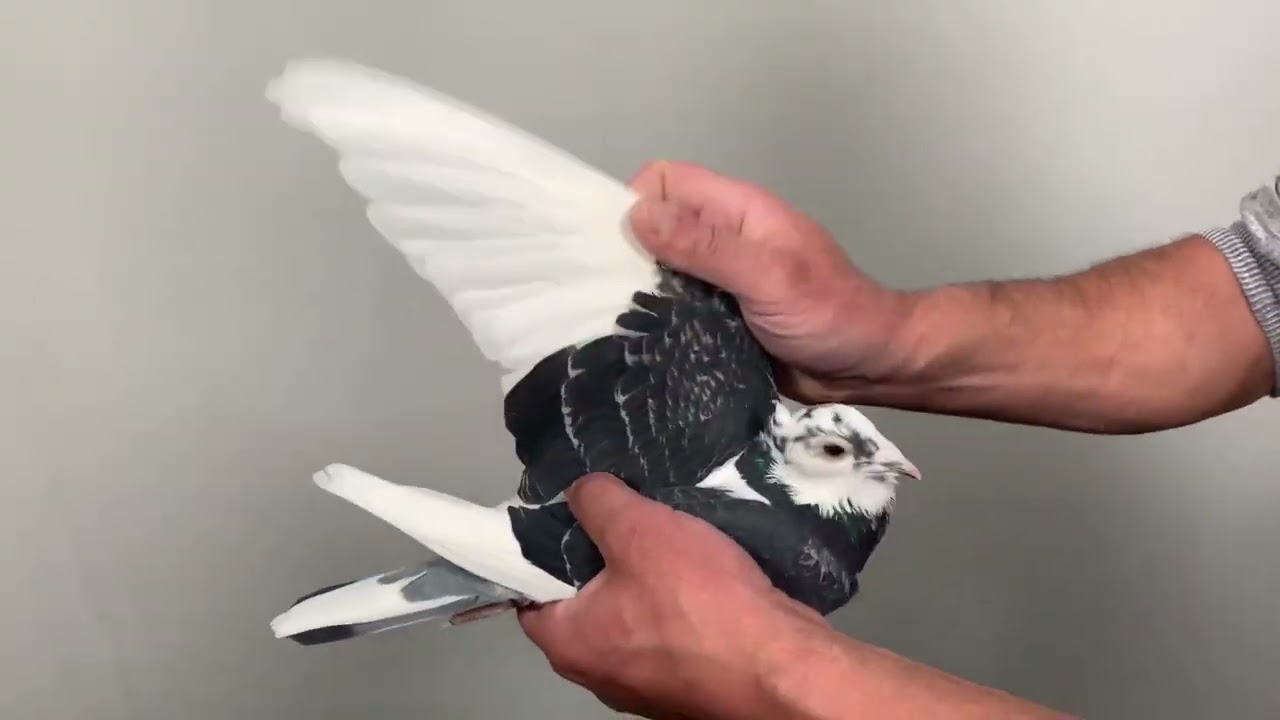 The Jan Aarden Pigeon with Kuif/Crested of Descheemaecker Pigeon Center