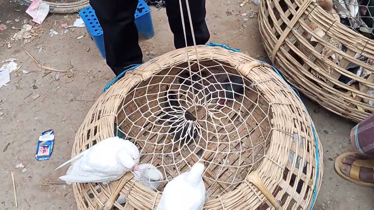গোবিন্দগঞ্জ কবুতর হাট ৩০.০১.২০২৫