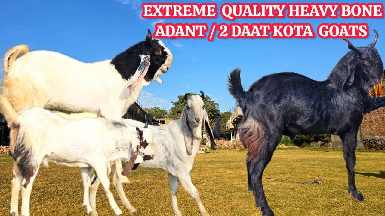 Extreme  Quality  Heavy  Bone ADANT/ 2 DAAT Kota Goats Available  At #kotabakrebaaz