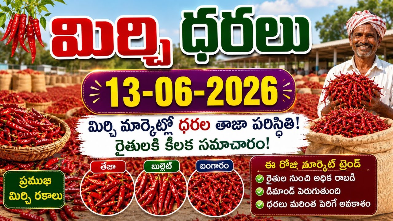 13-06-2026 Guntur Mirchi Market Price || Today #mirchiRates In market || Mirchi Rate Increase ??
