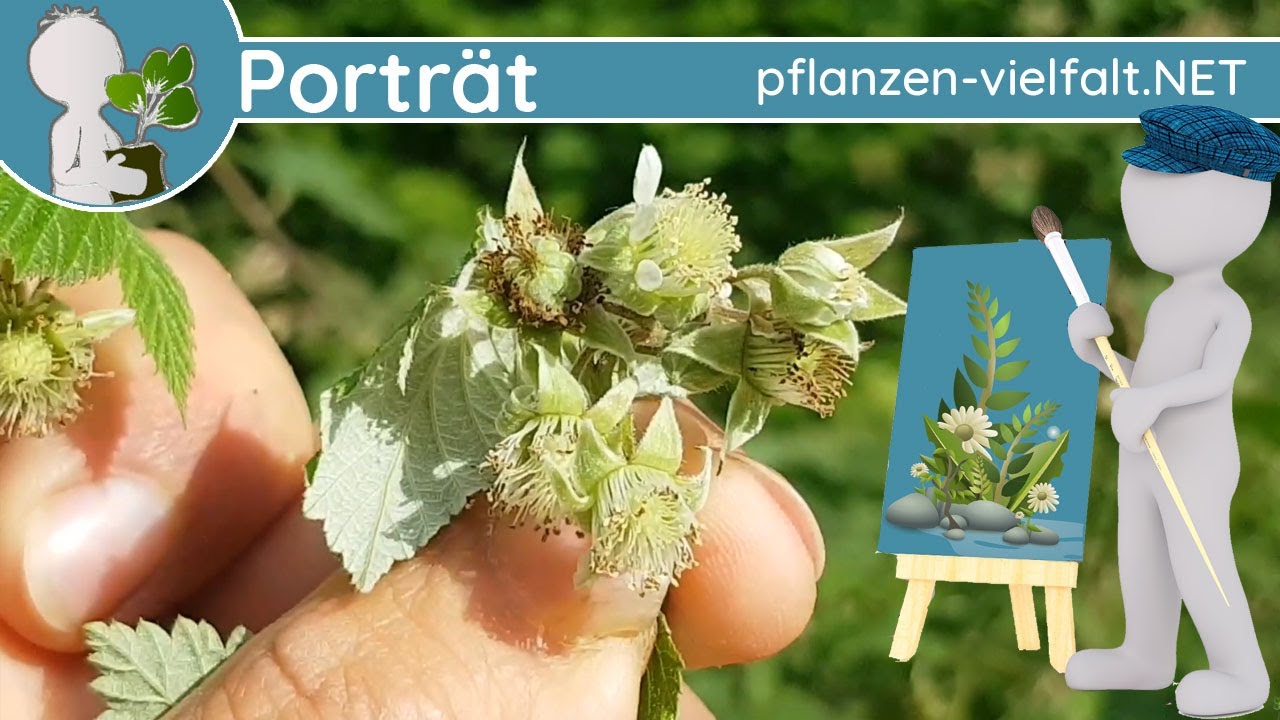 🖼️ Porträt 073 - Himbeere (Rubus idaeus) - Wildpflanzen-Steckbrief (Essbar)