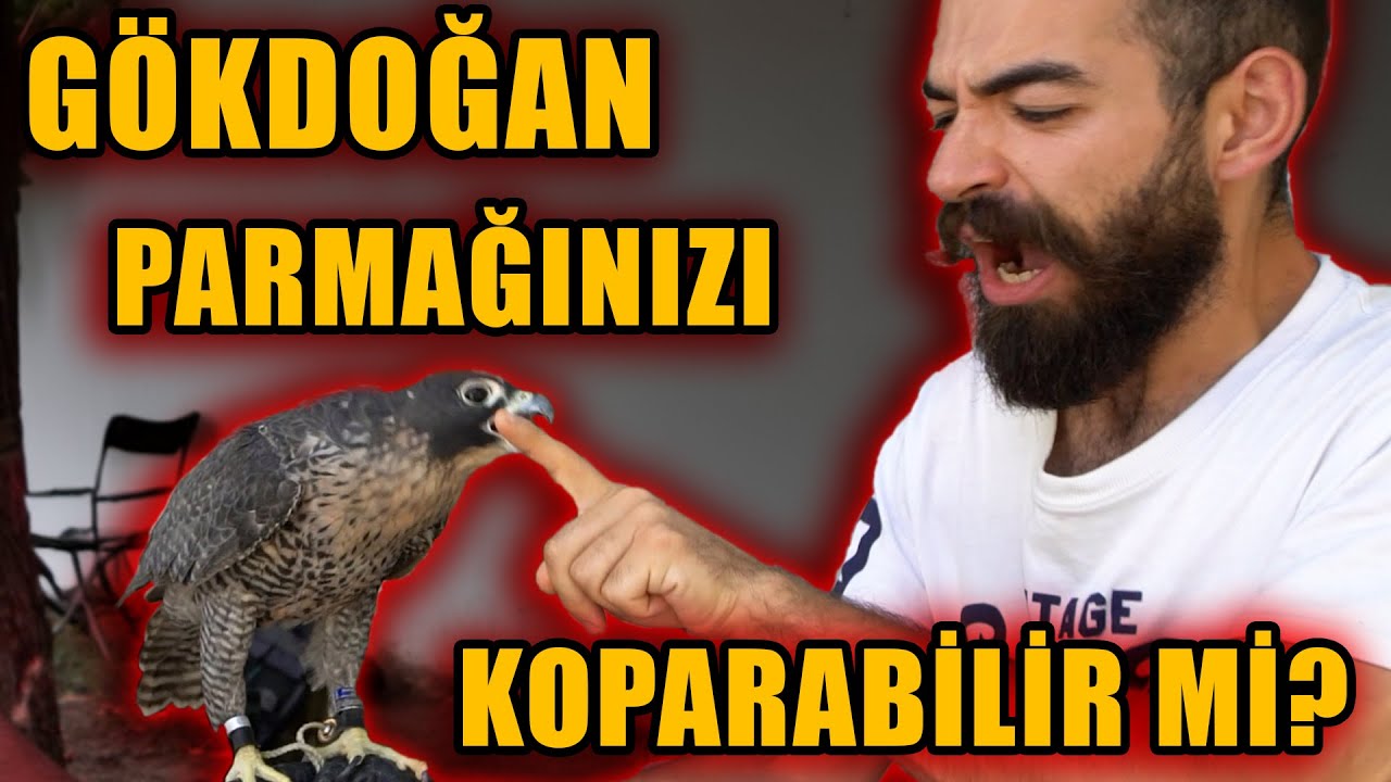 YIRTICI KUŞLARLA YAŞAMAK! (Gökdoğan, Şahin ve Kartal Besleyen Adamlar!)