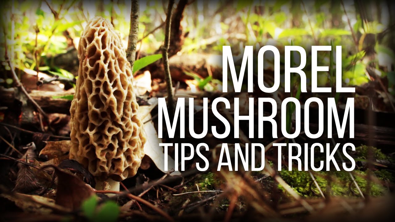 Morel Mushrooms - Tips and observations - Wild Edibles Series