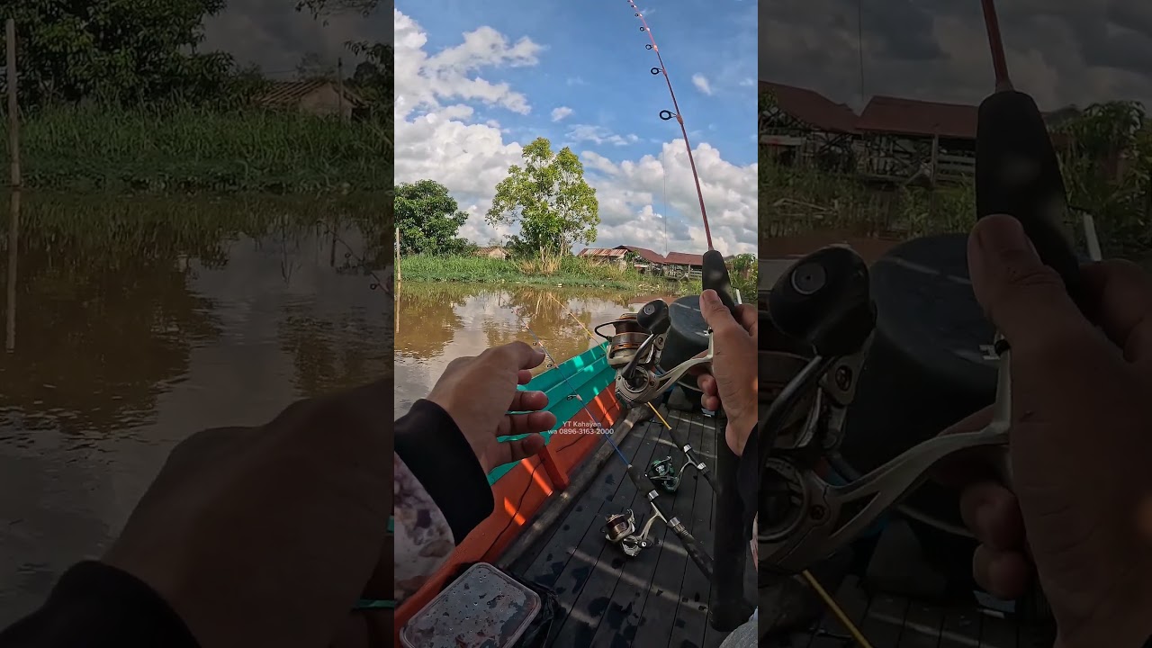 strike bertubi mancing udang galah sungai kahayan 