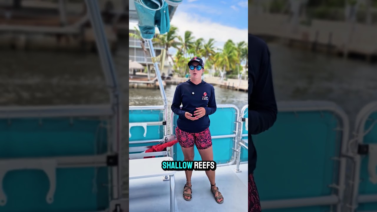 Best Shallow Dive Spots for Beginners in Key Largo 🤿