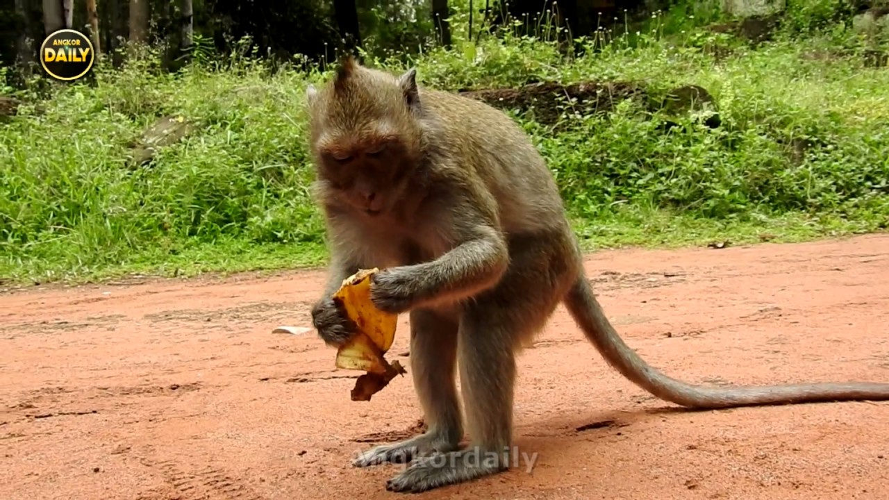 Most of monkey them are really hungry - Angkor daily