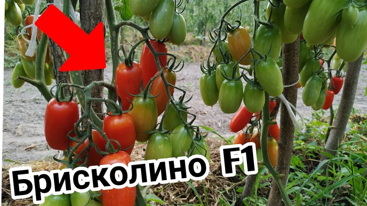 Томат БРИСКОЛИНО F1🍅🍅🍅 от United Genetics.ОШАРАШЕЛ урожаем.