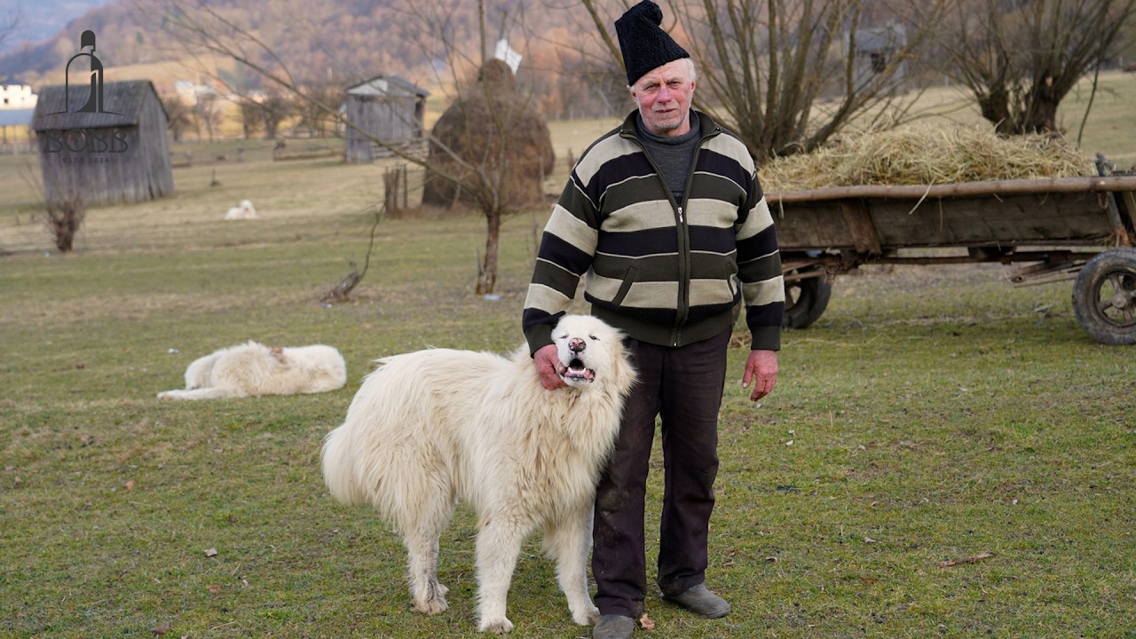 500 kg de brânză luată de valea Vaser | 5 ciobani frulgerați | 12 lupi URIAȘI veniți de la Ucraina